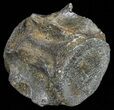 Fossil Whale Vertebrae - South Carolina #62091-2